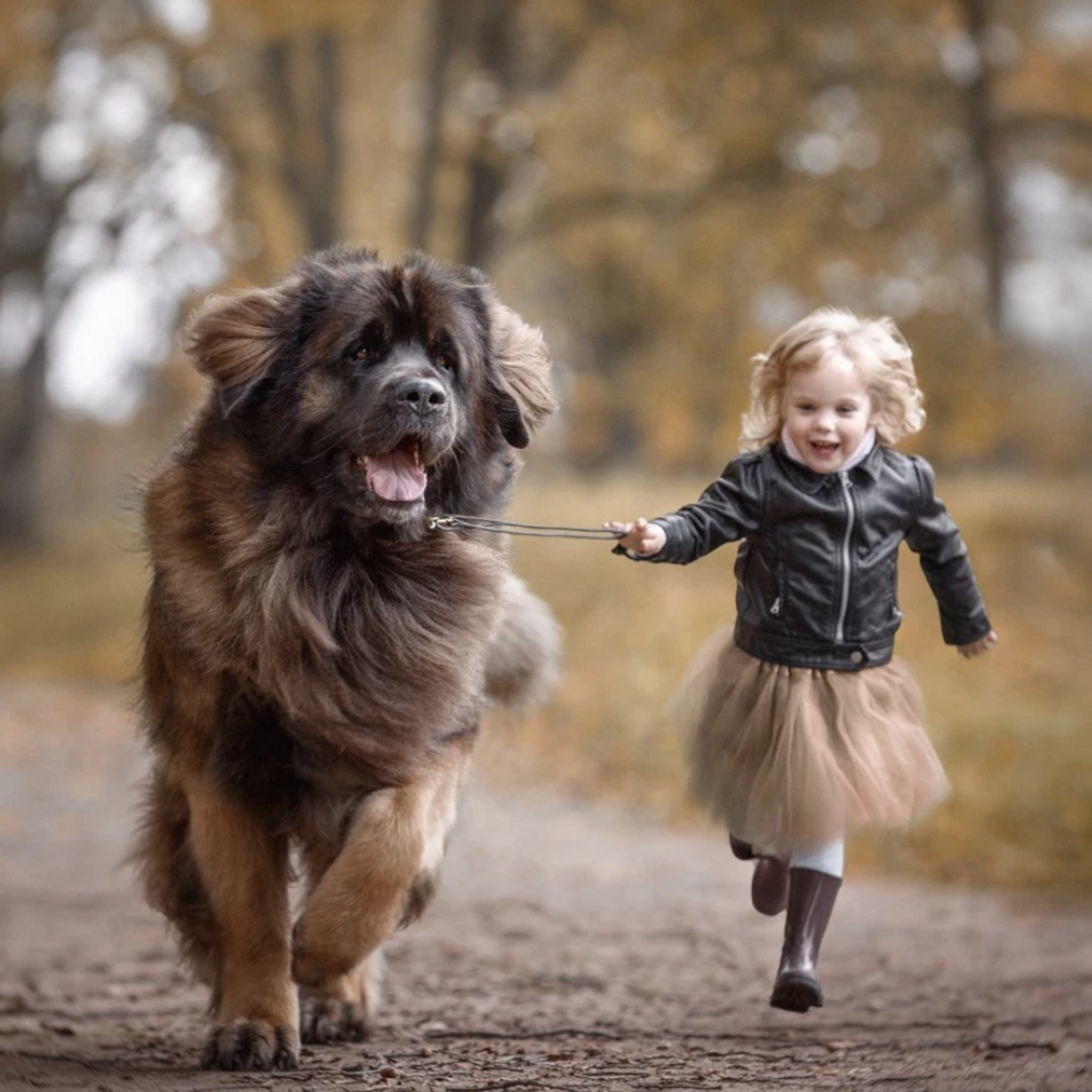 The Big Brown Dog Who Owned A Little Blonde Girl
